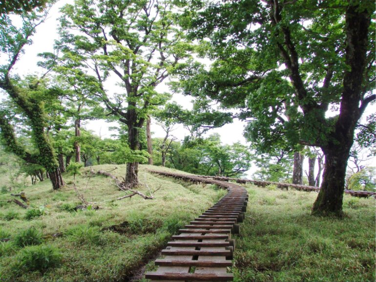 丹沢 日高 木道