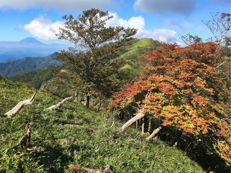 丹沢 不動ノ峰 紅葉