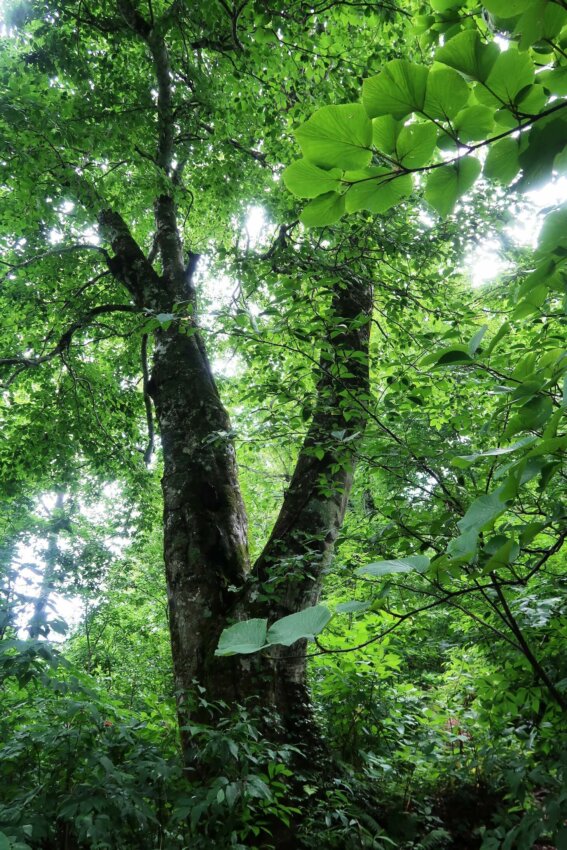推定樹齢400年! 世界自然遺産・白神山地のブナの巨木「マザーツリー」の
