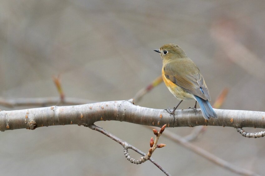 幸福の青い鳥、ルリビタキ｜大橋弘一の「山の鳥」エッセイ Vol.1 | YAMAP MAGAZINE