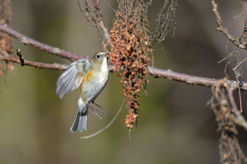 幸福の青い鳥、ルリビタキ｜大橋弘一の「山の鳥」エッセイ Vol.1 | YAMAP MAGAZINE