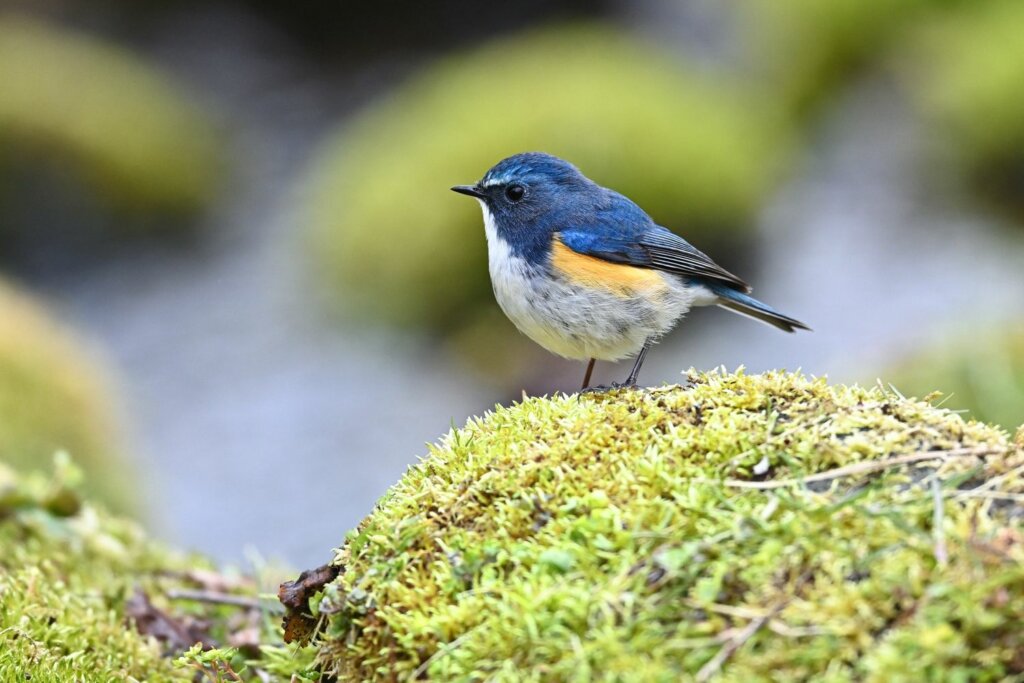 幸福の青い鳥、ルリビタキ｜大橋弘一の「山の鳥」エッセイ Vol.1 | YAMAP MAGAZINE