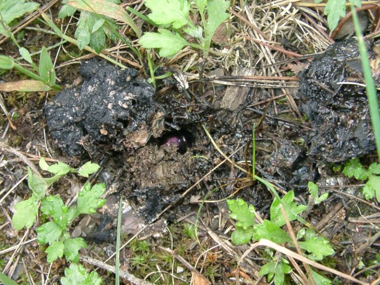 クマのウンチで山での暮らしと居場所を知る｜登山道のフィールドサイン【クマとの共存。vol.5】 | YAMAP MAGAZINE