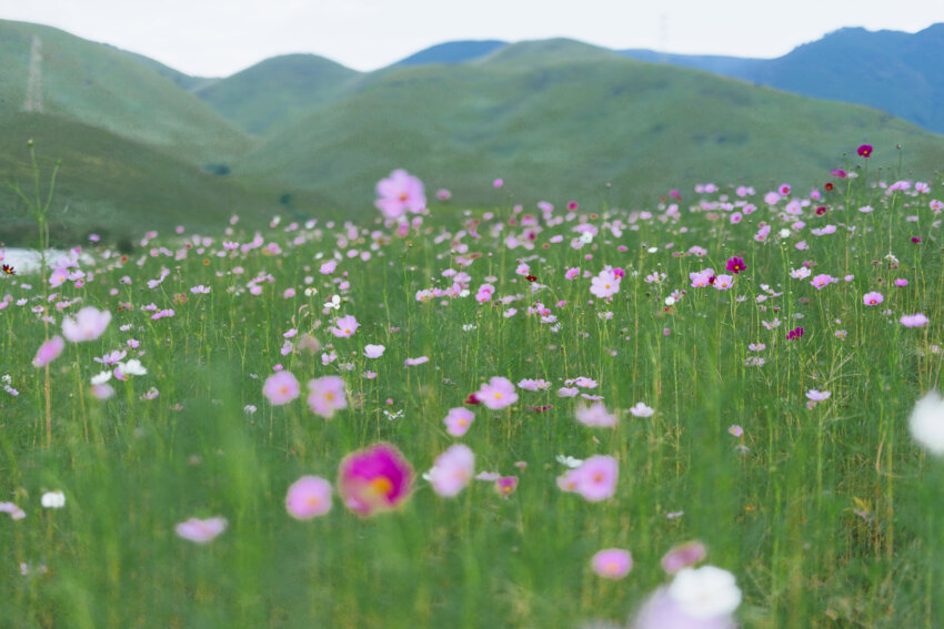 コスモス畑の奥には雄大な俵山がそびえる